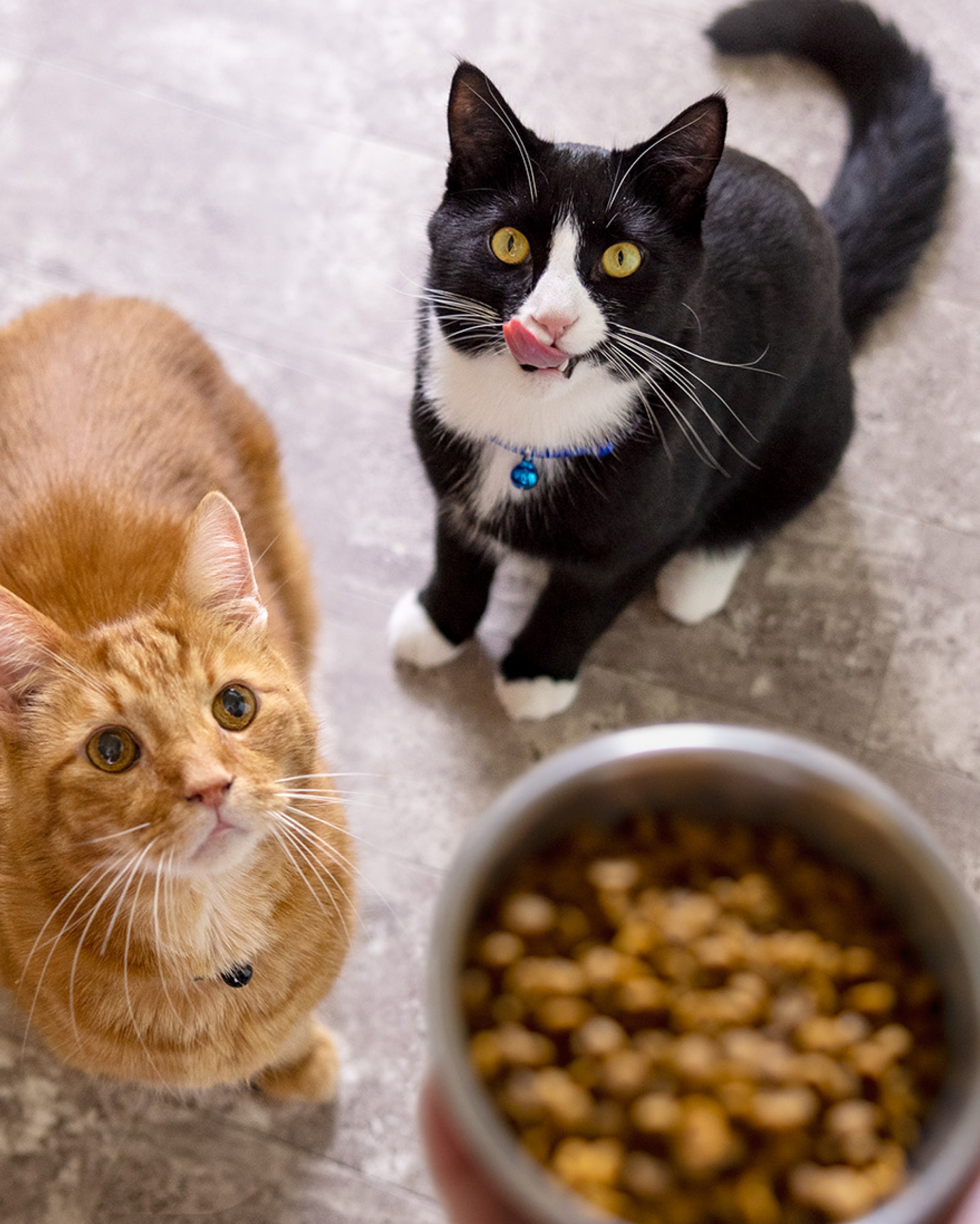 Eine orange und eine ochwarz-weiße Katze schauen auf eine gefüllte Futterschüssel