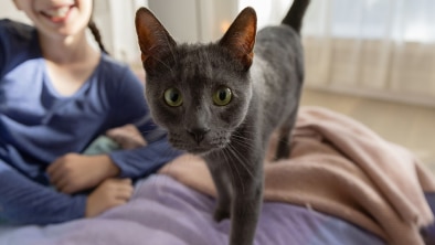 Graue Katze steht auf einem Bett, Kind liegt im Hintergrund darauf