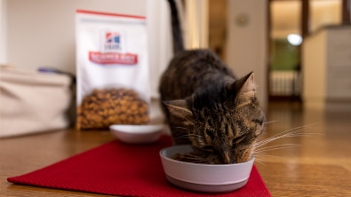 Katze frisst aus einer Schüssel am Küchenboden