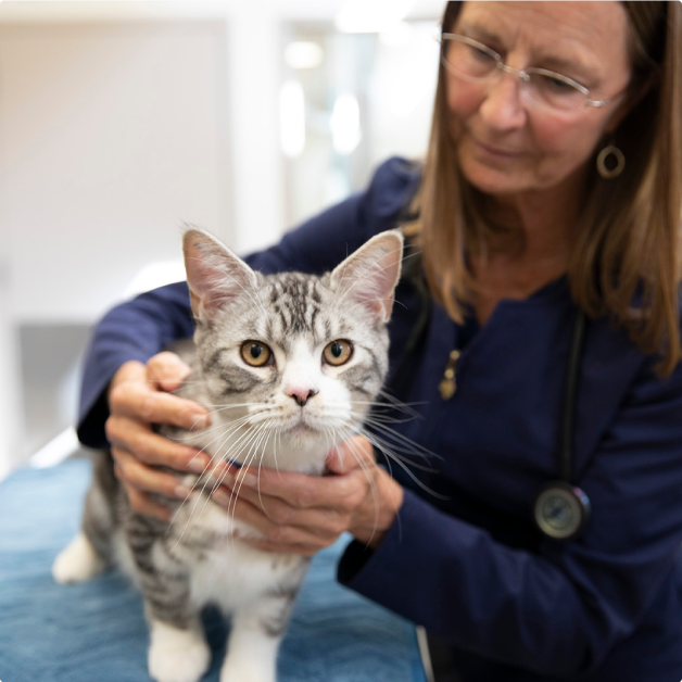 Graue Tigerkatze wird von Tierärztin untersucht