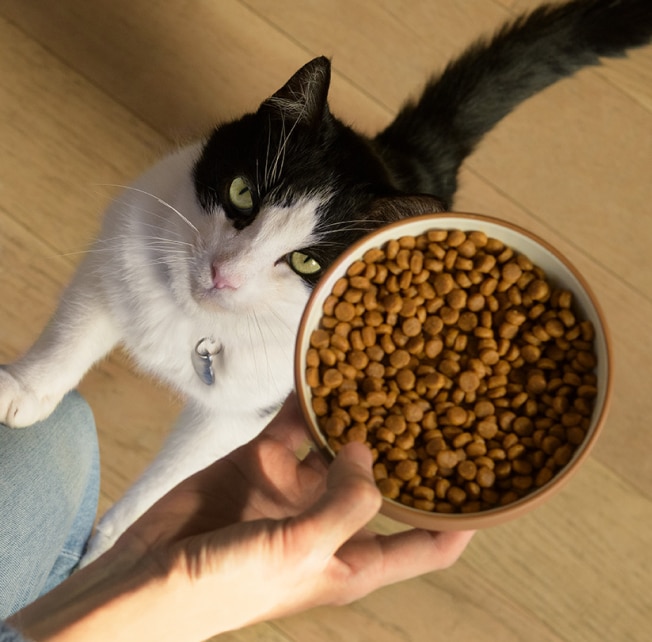 A cat looking up at a bowl of cat food
