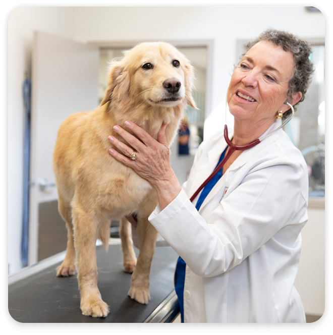 Golden Retriever am Untersuchungstisch neben Tierärztin