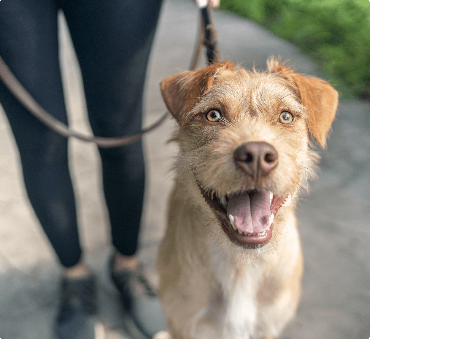 Hund schaut geradeaus, sein Besitzer steht daneben