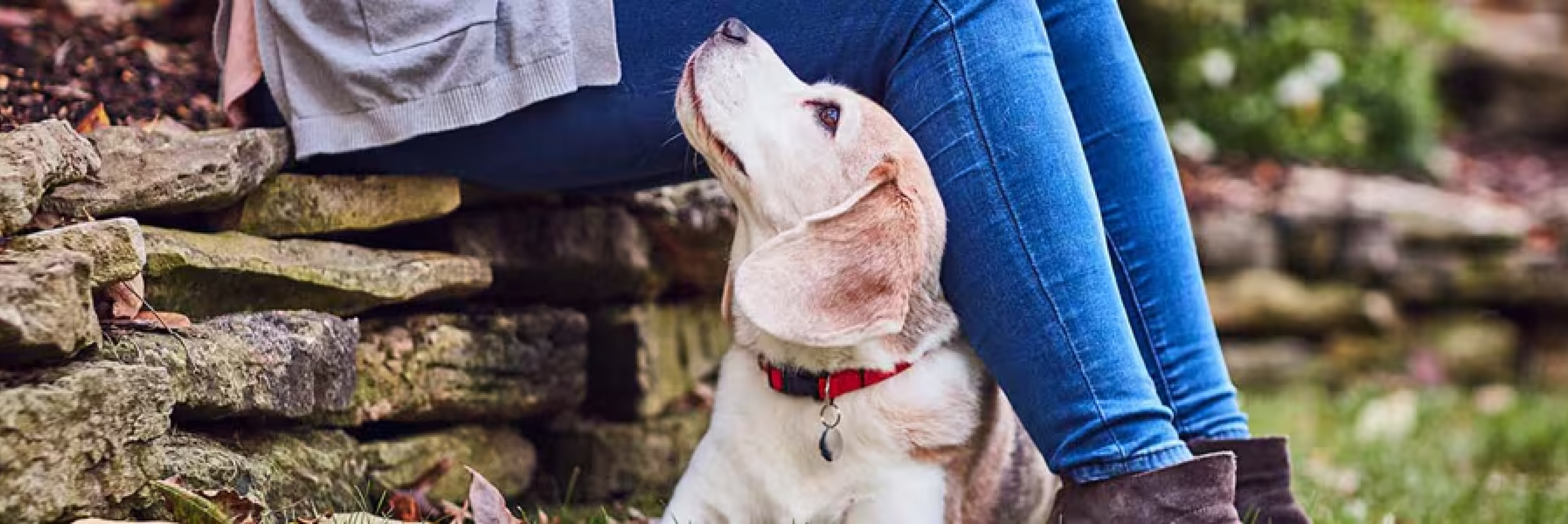 Hund schaut treu hinauf zu seiner Besitzerin