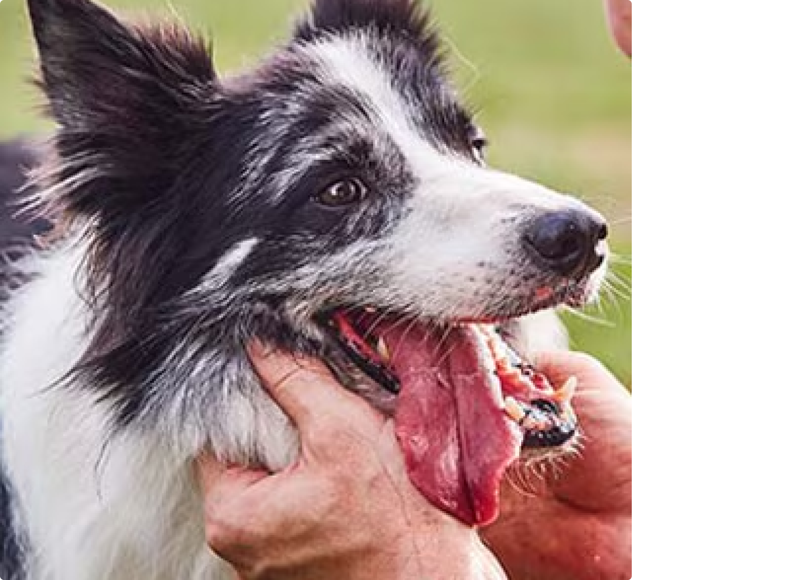 Border Collie wird gekrault