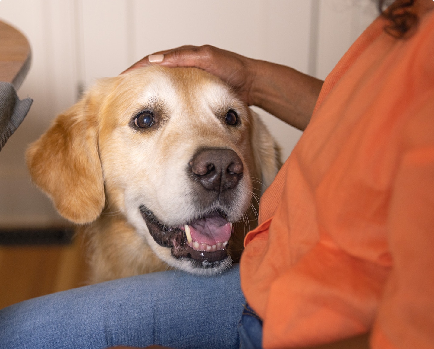 Ein Hund, der von einer Frau gestreichelt wird