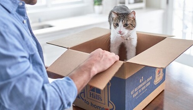 Eine Katze spielt in einem Karton