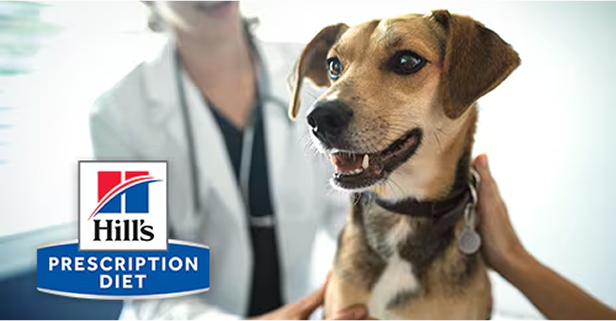 Katze in einer Tierarztpraxis gibt einer TFA High-Five