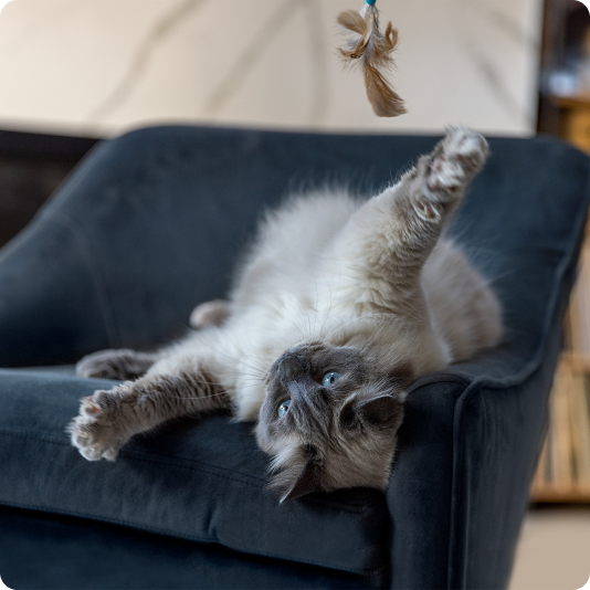 Graue Katze liegt am Rücken auf einem blauen Sofa
