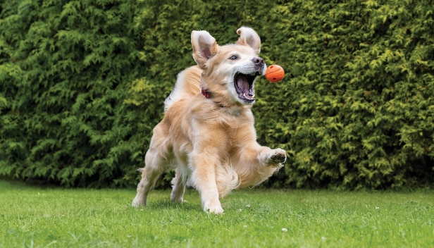 Hund spielt mit Ball