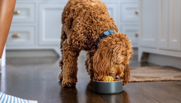 Brauner Hund frisst aus Schüssel am Küchenboden