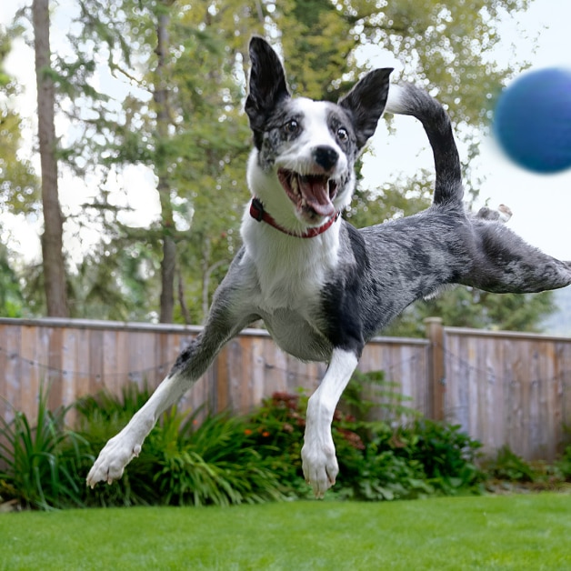 Ein schwarz-weißer Border Collie springt in die Luft