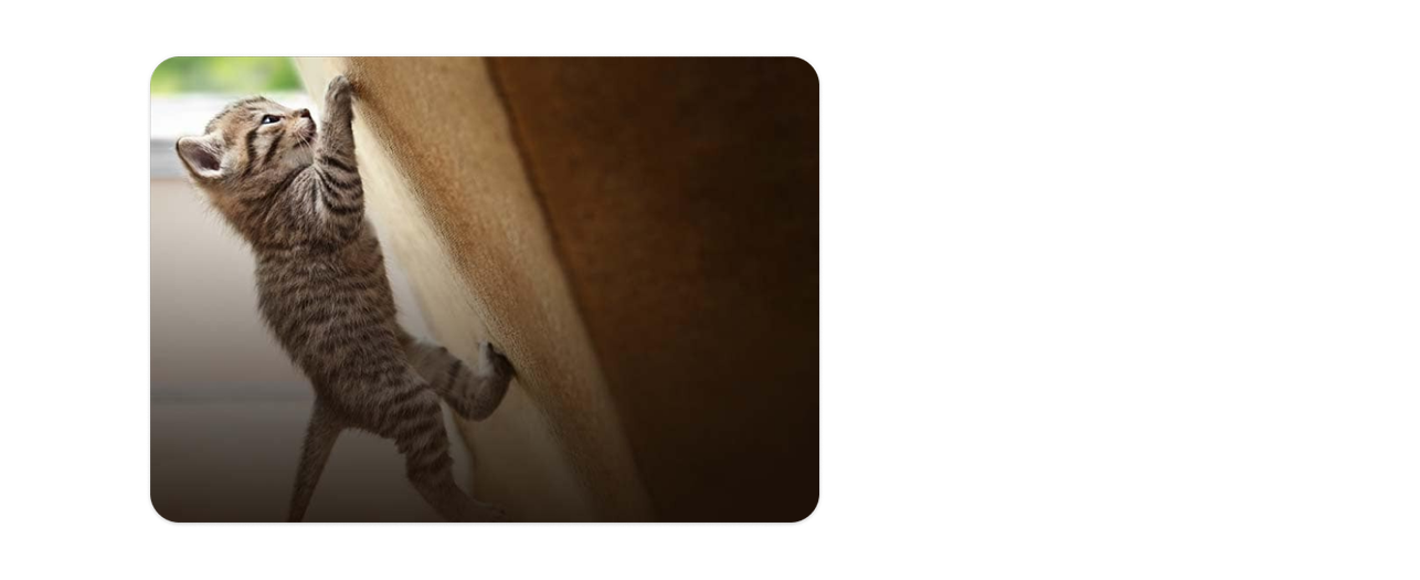 Ein Kätzchen erklettert ein Katzenspielzeug