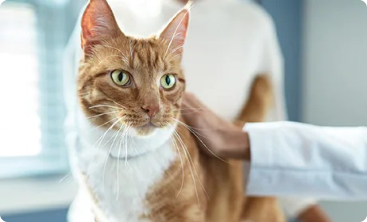 Eine Katze in der Tierarztpraxis