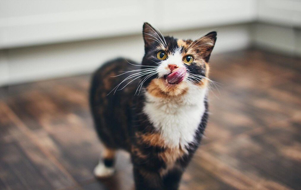 Eine dreifarbige Katze blickt nach oben und leckt sich die Nase.