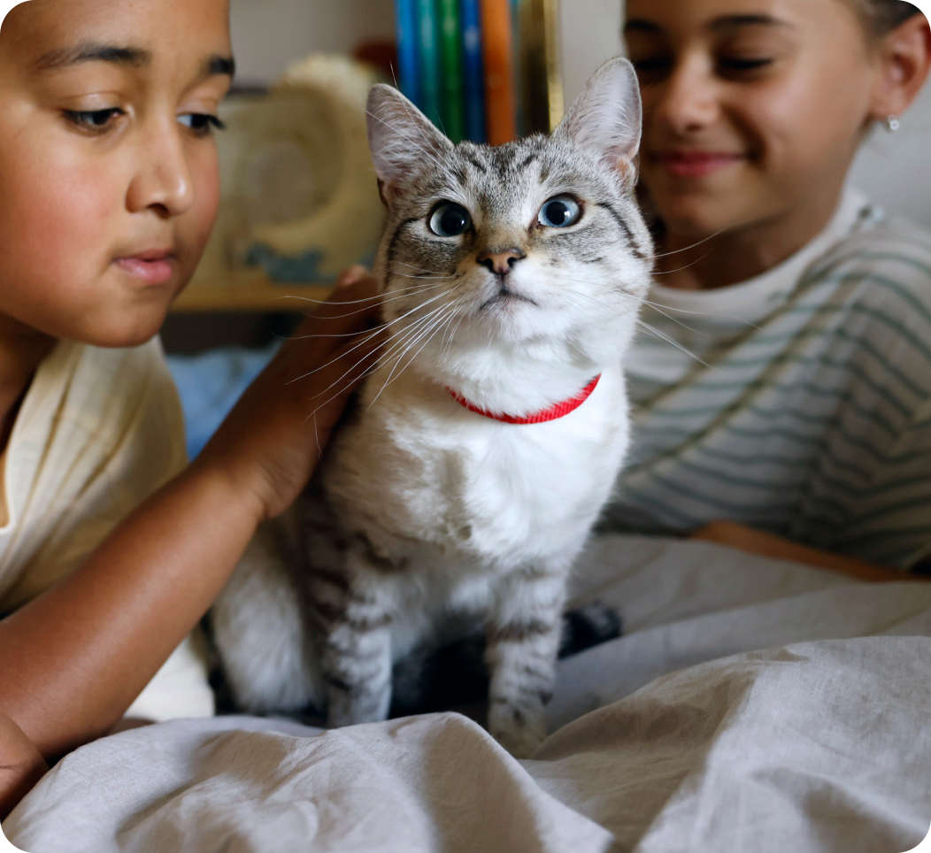 Kinder streicheln Katze