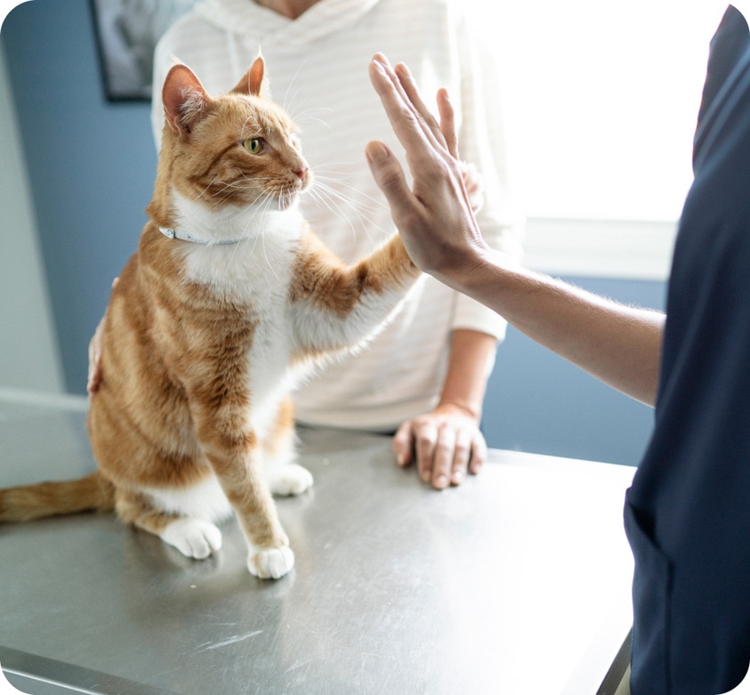 Katze gibt High-Five in Tierarztpraxis