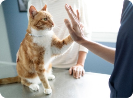 Katze gibt High-Five in Tierarztpraxis