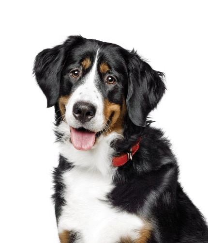 Glücklicher Hund mit heraushängender Zunge.