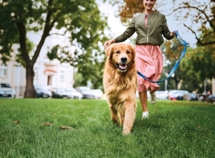 Hund geht mit Besitzerin im Gras spazieren