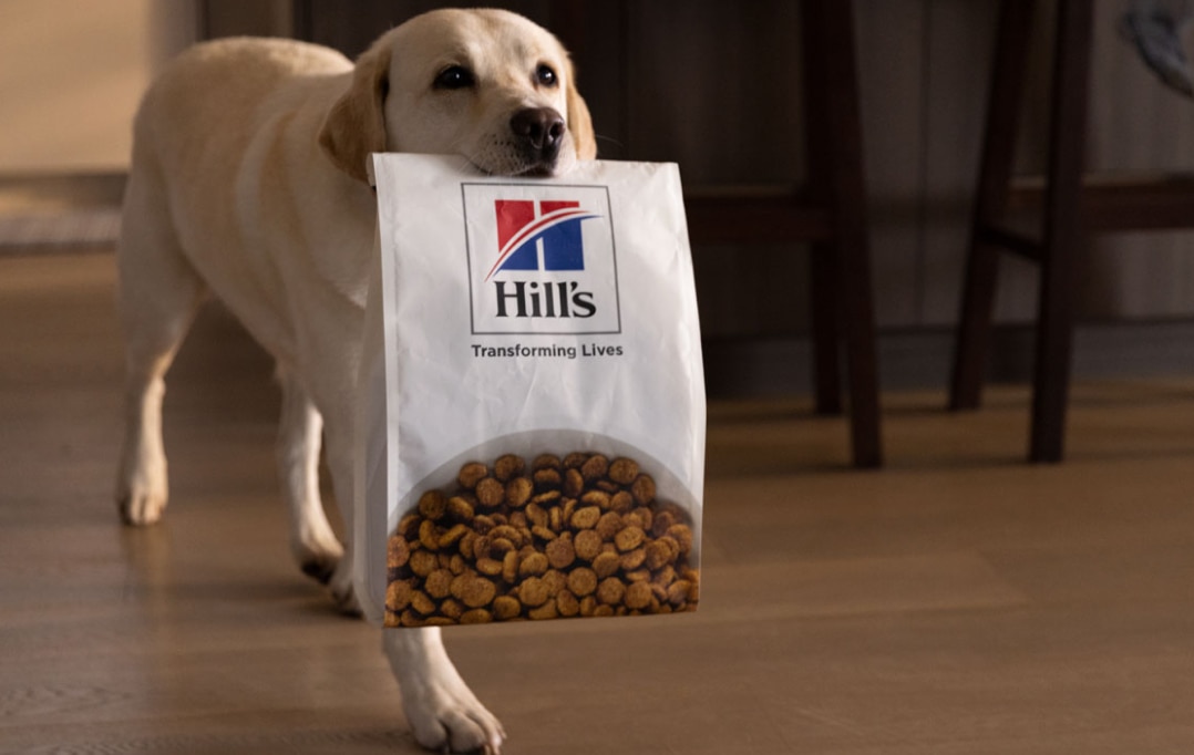 Ein Hund trägt Hundefutter von Hill's Pet im Maul