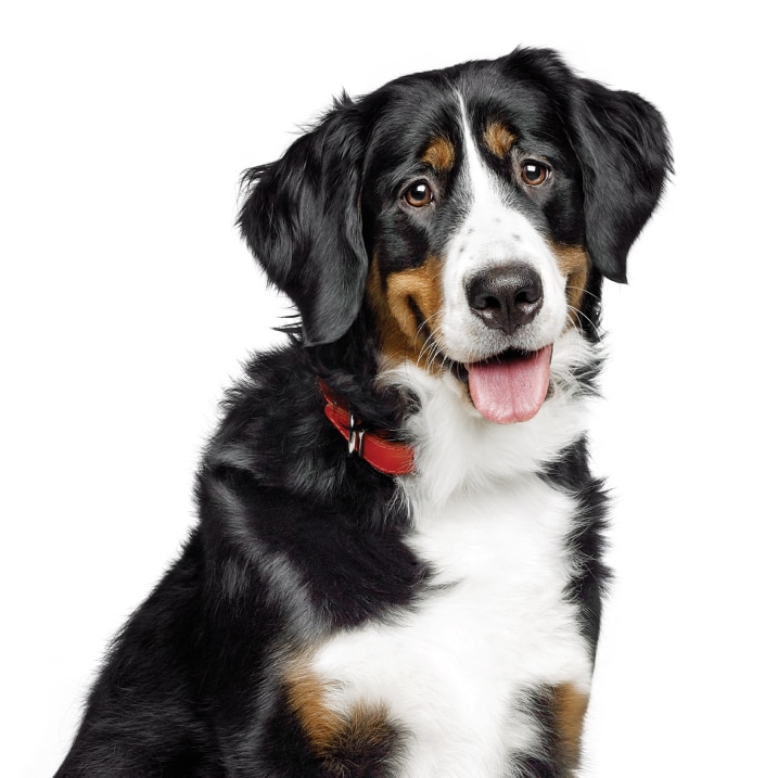Hund