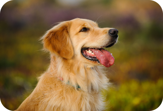 Mittelgroße Rasse 11 - 25 kg (Die meisten Hunde)