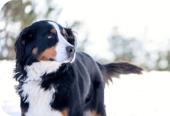 Große Rasse Über 25 kg