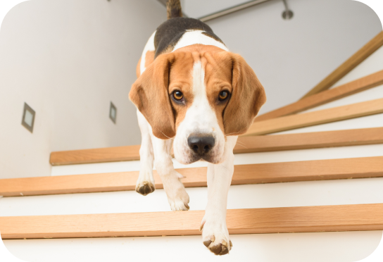 Klein/Zwergrasse Bis zu 10 kg