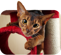 Ein Bild einer Katze, um anzuzeigen, dass Sie eine Katze als Haustier haben.