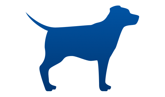 Hund mit Idealgewicht