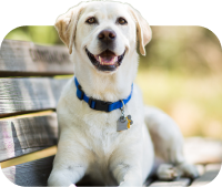 Ein Bild eines Hundes, um anzugeben, dass es sich bei Ihrem Haustier um einen Hund handelt.