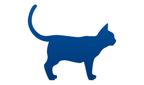 Katze mit Idealgewicht