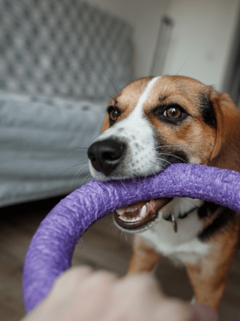Hund mit Ring