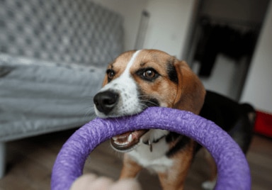 Hund mit Ring
