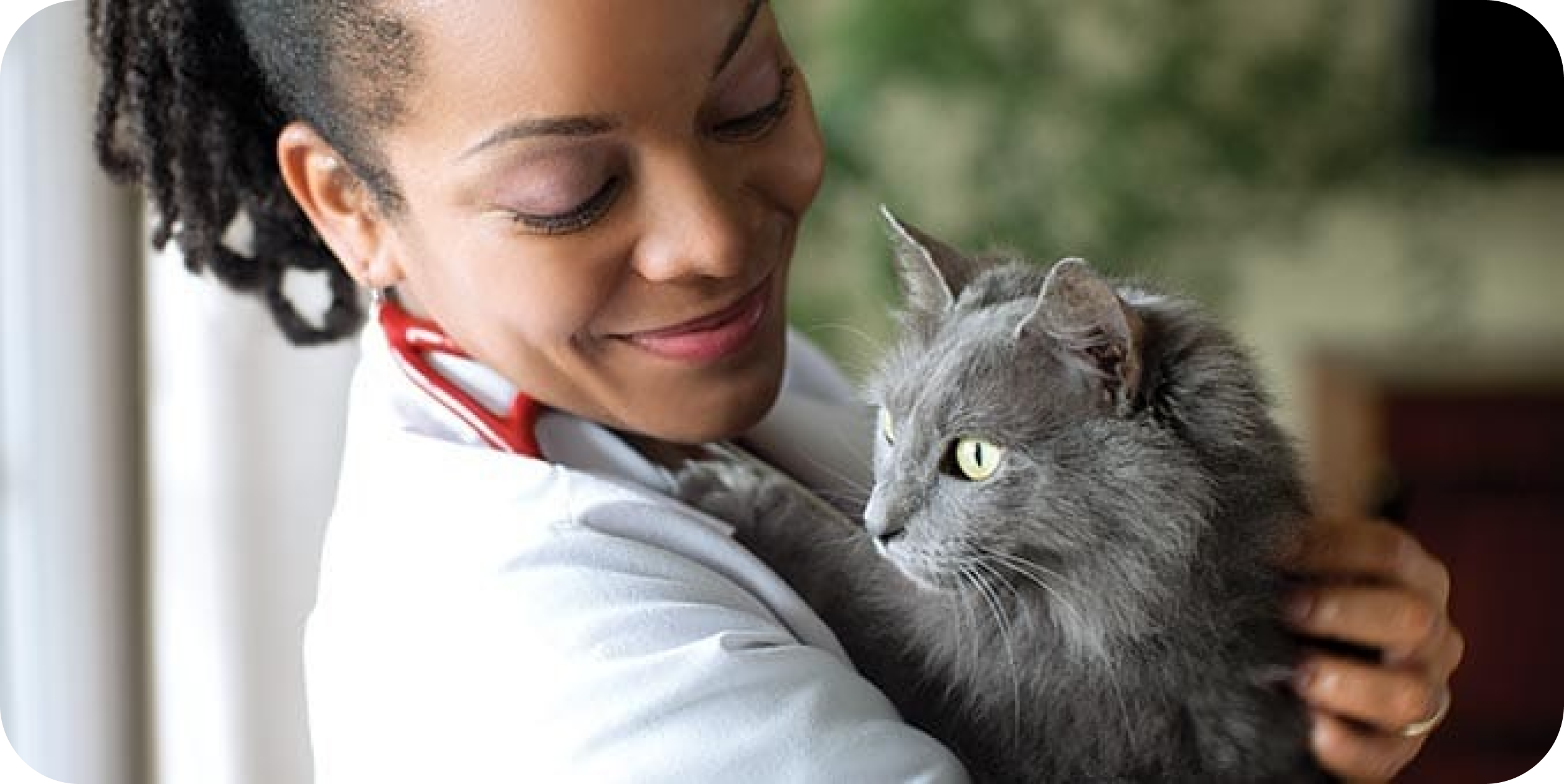 Eine graue Katze wird in der Tierarztpraxis gehalten