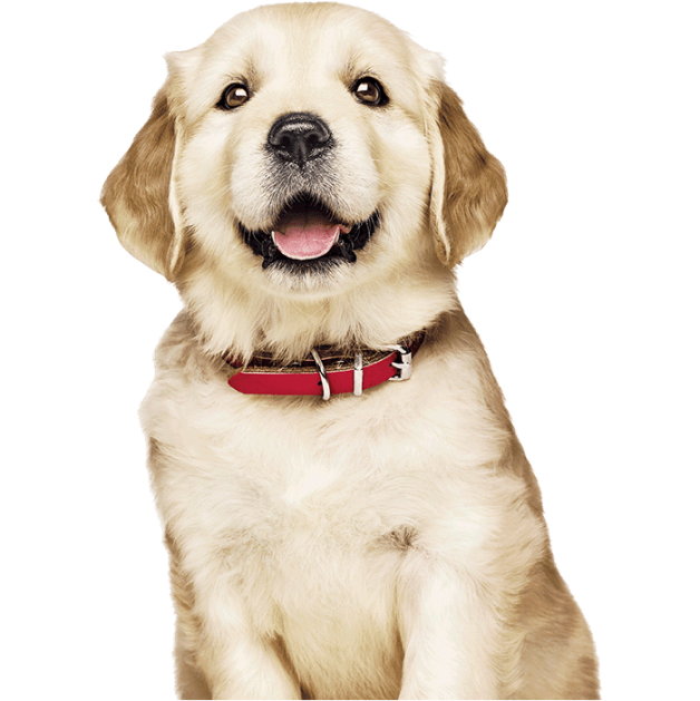 Golden Retriever Welpe