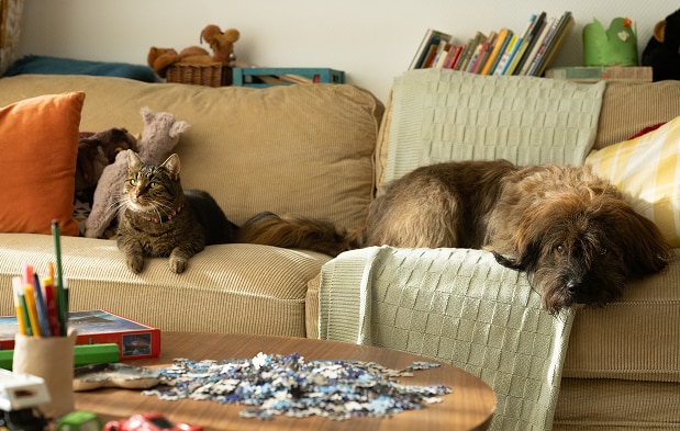  Eine Katze und ein Hund ruhen auf einem Sofa