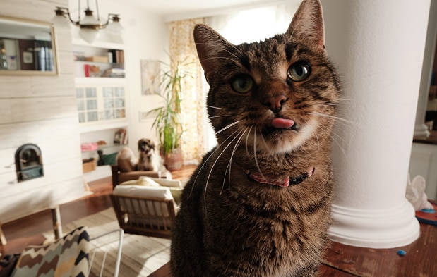 Eine Katze wartet auf ihr Futter