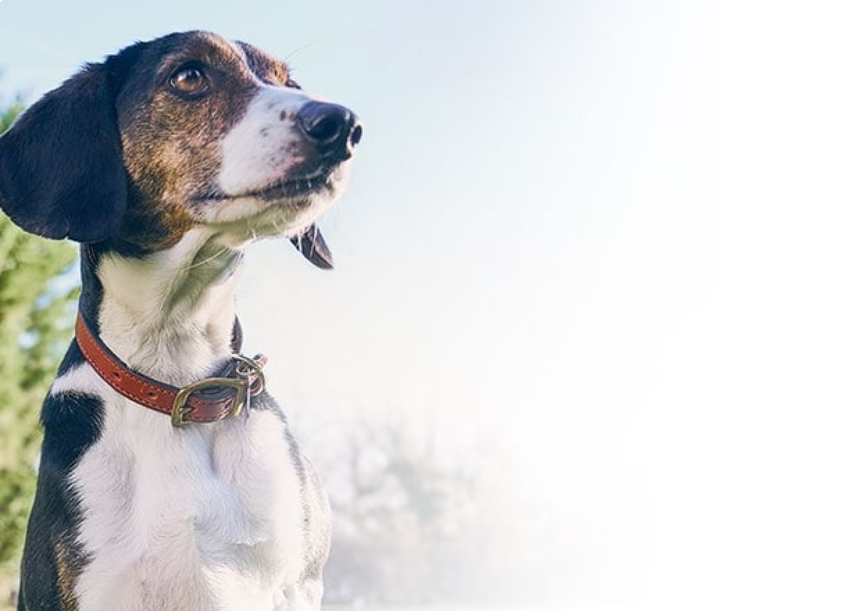 Ein älterer Haushund