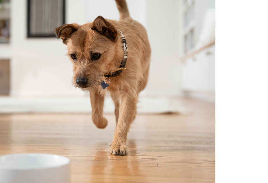 A small brown dog walking around