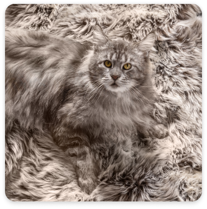 Eine graue Katze sitz auf einem gleichfärbigen Teppich
