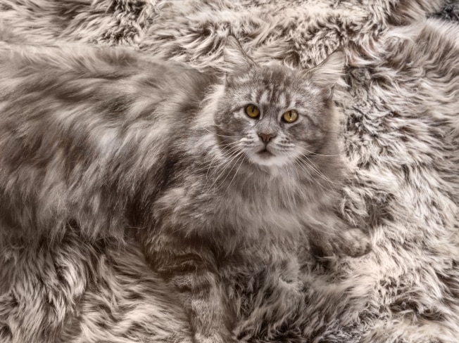 Eine graue Katze sitz auf einem gleichfärbigen Teppich