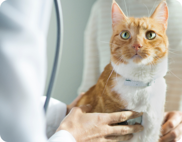 Tierarzt untersucht weiß-rote Katze
