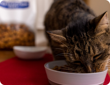 Tigerkatze frißt Hill's Trockenfutter aus Futterschüssel