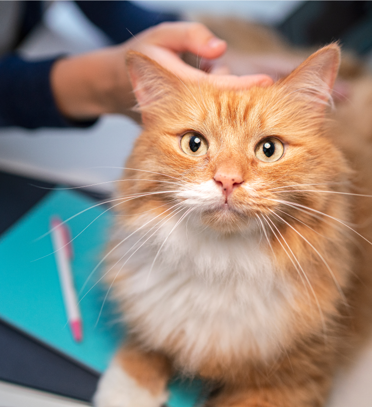 Rot-weiße Katze schaut auf
