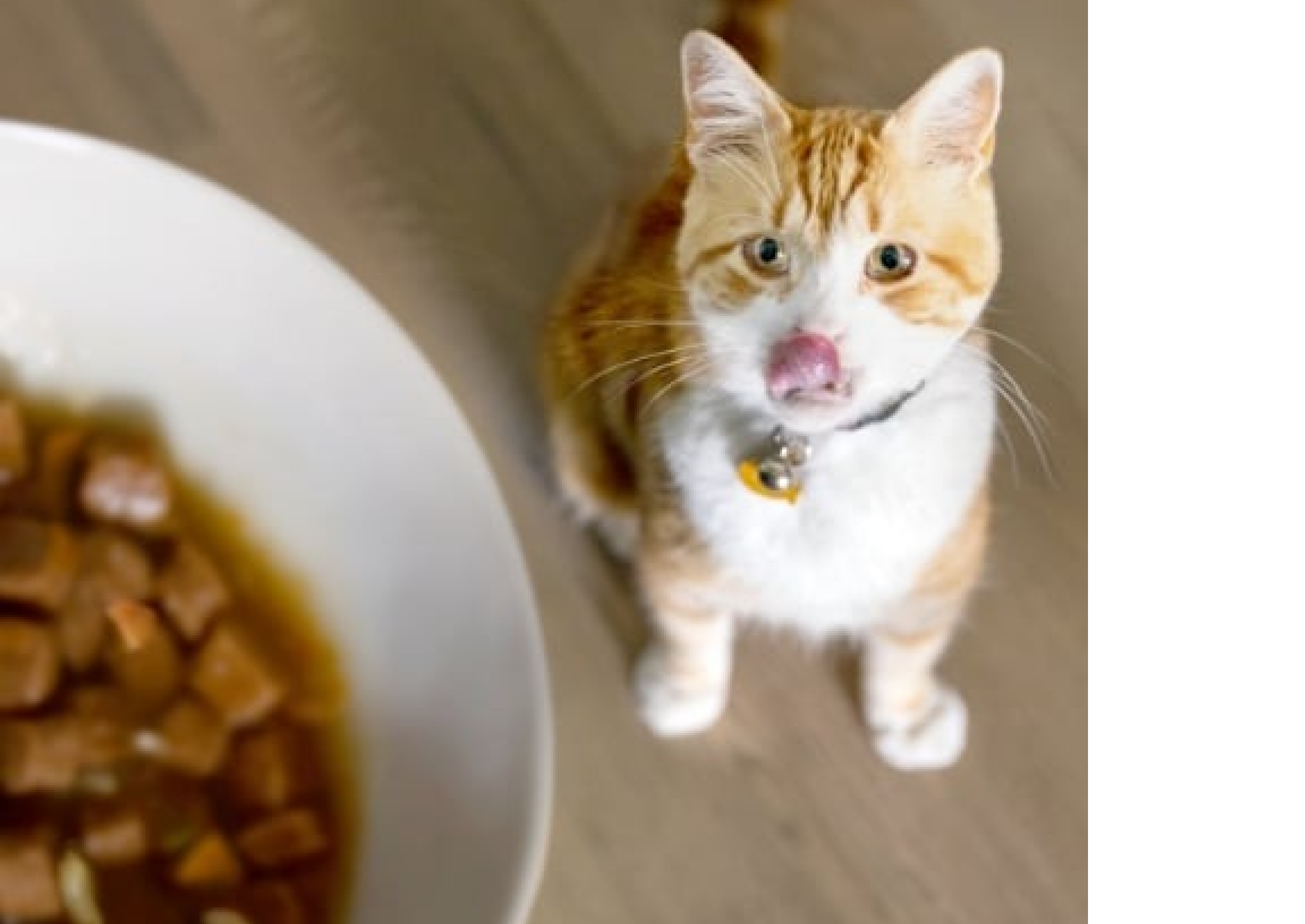 Katze schaut zu Fütterschüssel auf.