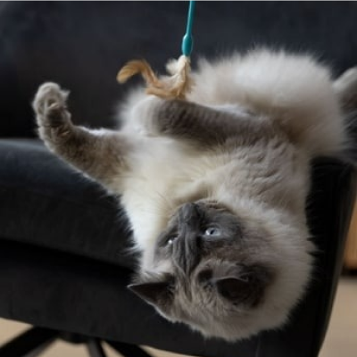 Graue Katze spielt mit Federspielzeug am Sofa