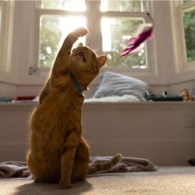 Katze versucht herabhängendes Spielzeug zu fangen