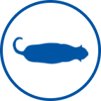 Übergewichtige Katze Icon